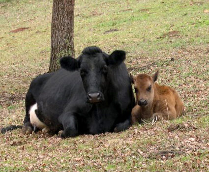 Luna the Jersey milk cow and her calf