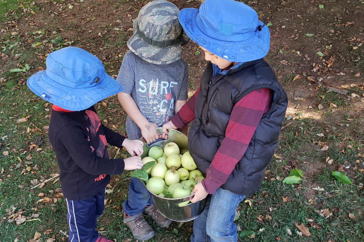 Boys Picked Bushel of Apples