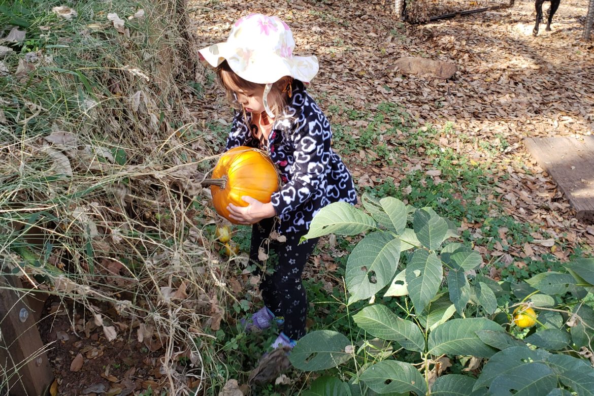 Picking a Pumpkin