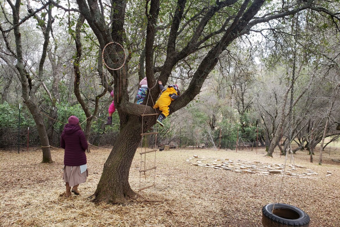 Tree Hugger Climbing Trees