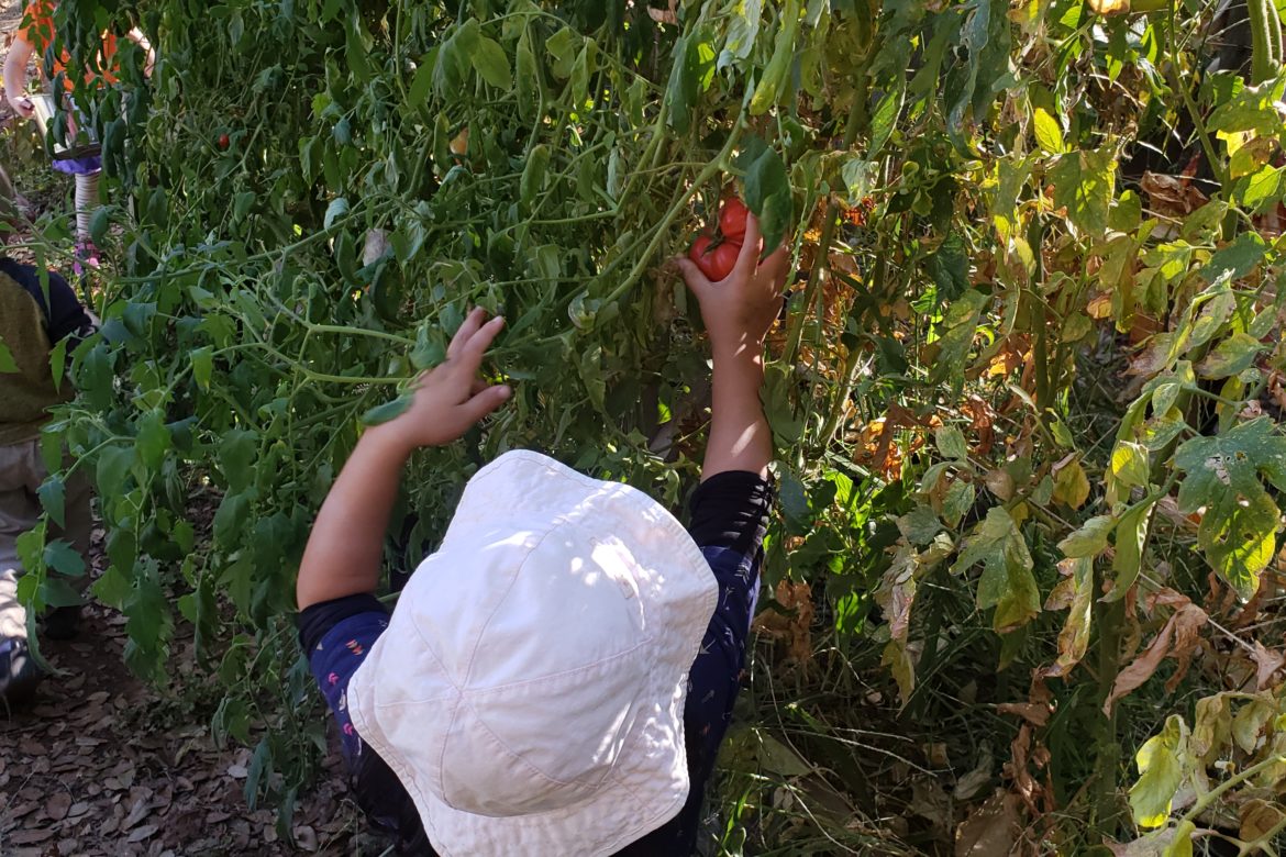 Harvesting Garden Tomatoes