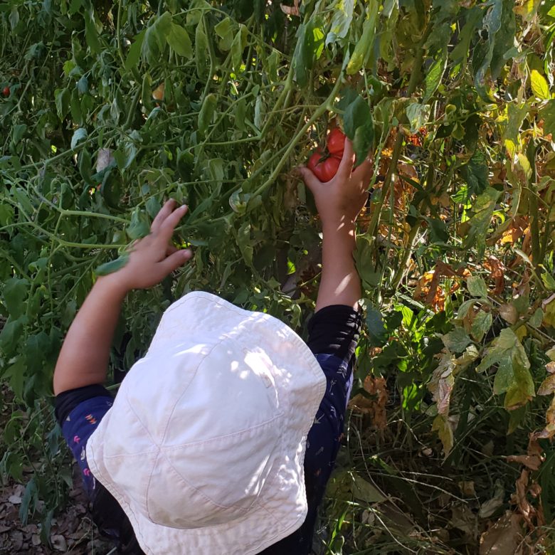 Harvesting Garden Tomatoes